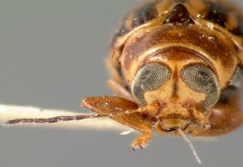 Media type: image;   Entomology 8801 Aspect: head frontal view